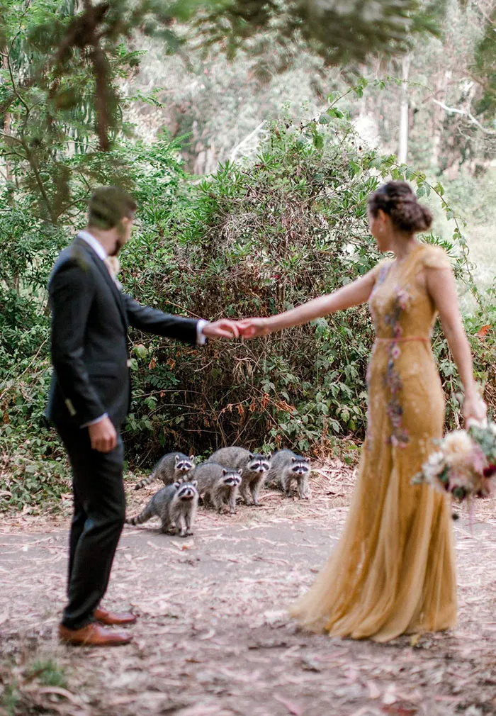 While Taking Wedding Photos In The Park, We Were Visited By A Friendly Family Of Trash Pandas! They Checked Us Out For A Few Minutes, Then Went On Their Way