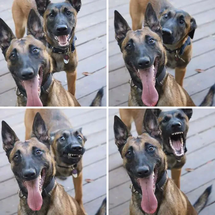 Expert Level Photobomb