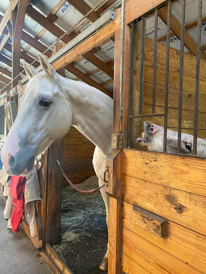 Mini Donkey Photobomb