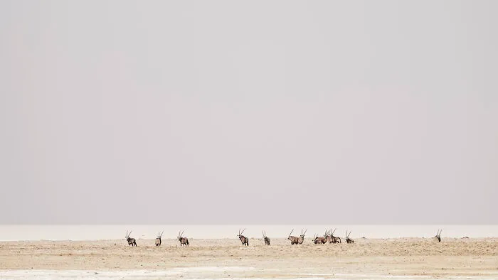 Gemsbok On Edge Of Pan