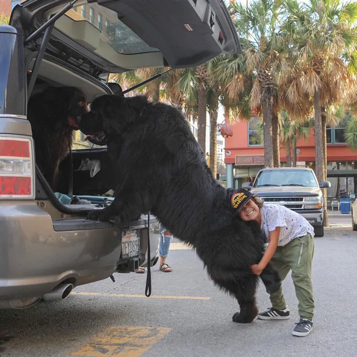 Am I The Only One That Needs A Little Help Getting In The Car?