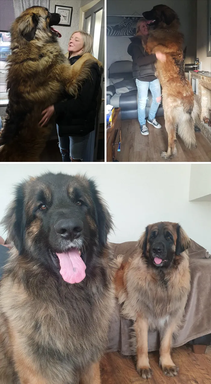 My Wonderful Teddybears