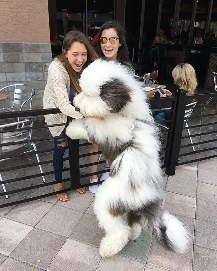 In Person, Zammy's Bigger Than Life. Seriously. He Just Astonishes The Expecting Passers-By