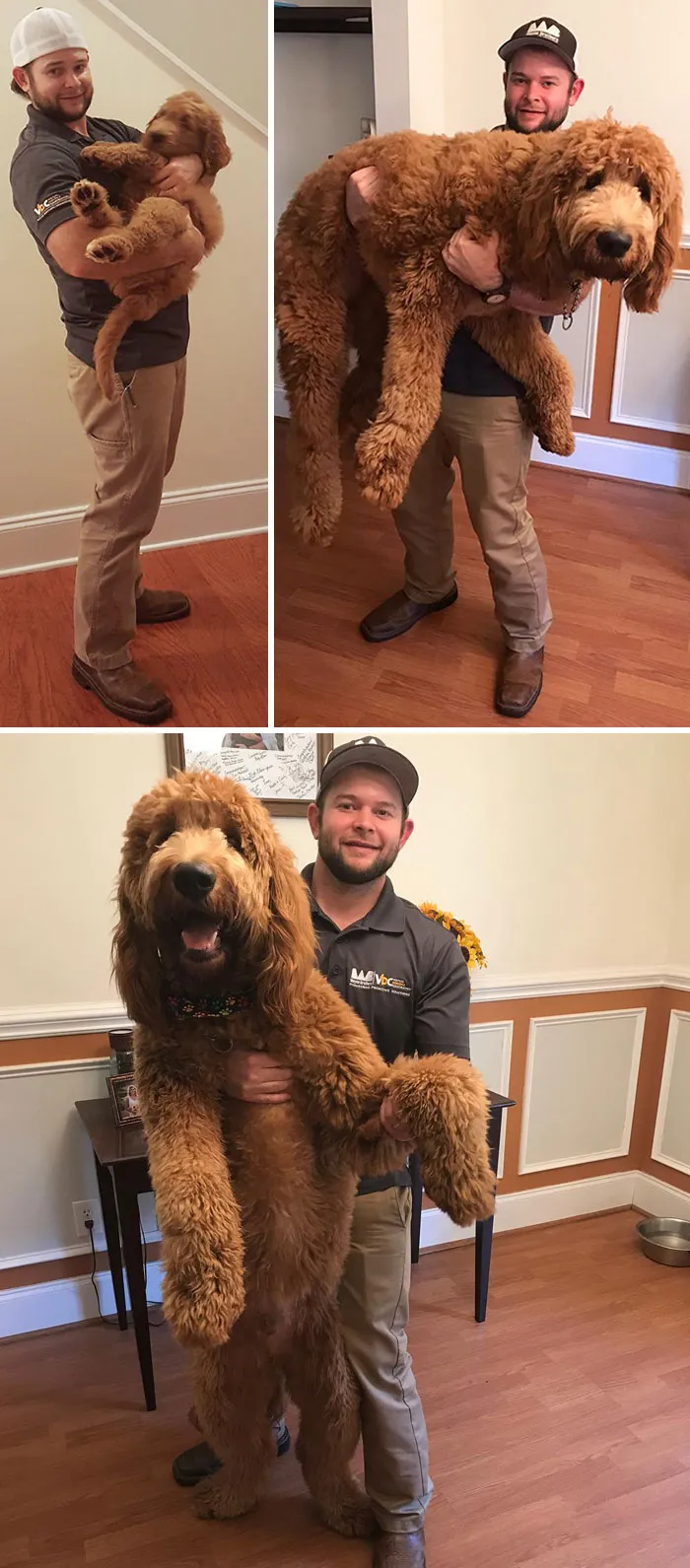 One Year Old Today. 97 Pounds. 31 Inches Tall