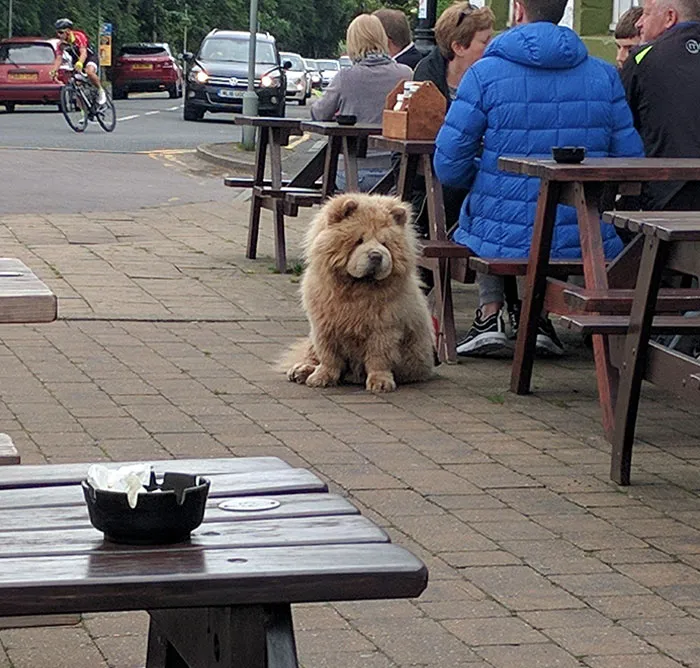 Warning: Bear Spotted In UK