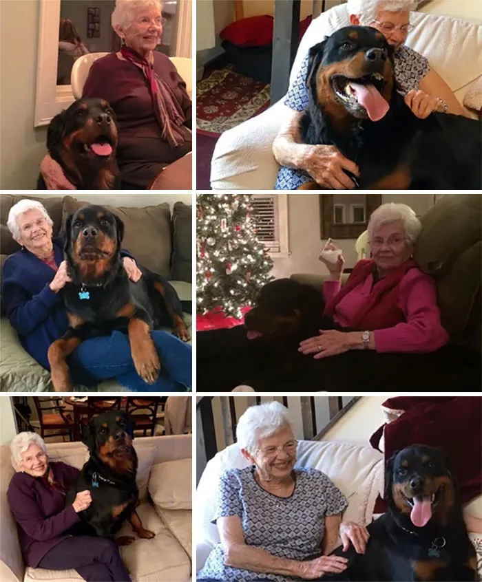 Mi abuela quería un perro faldero, supongo que el Rottweiler cuenta