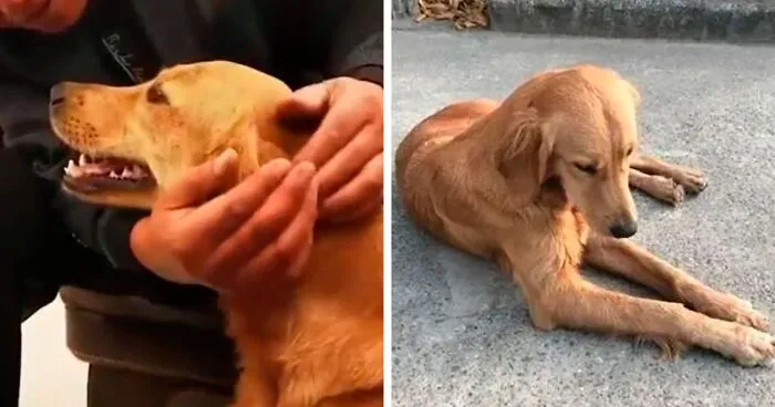 Golden Retriever Walks Over 62 Miles Over 2 Weeks To Find Her Owners