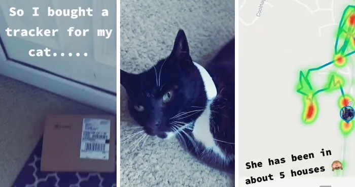 Owner Put A Tracker On Her Cat And Discovered She Has Been Visiting 5 Houses