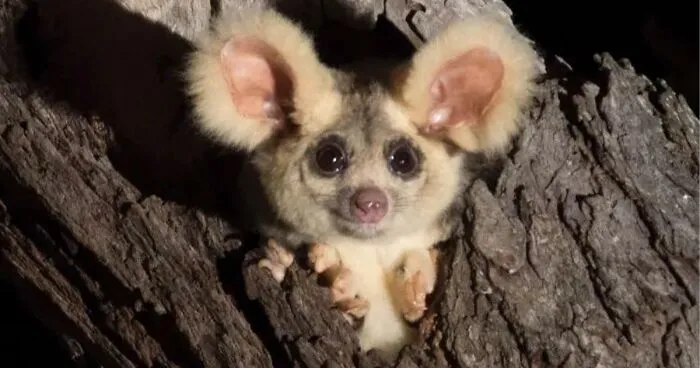 Turns Out, These Adorable Australian Greater Gliders That Can Glide Up To 100 Meters Are Actually 3 Different Species