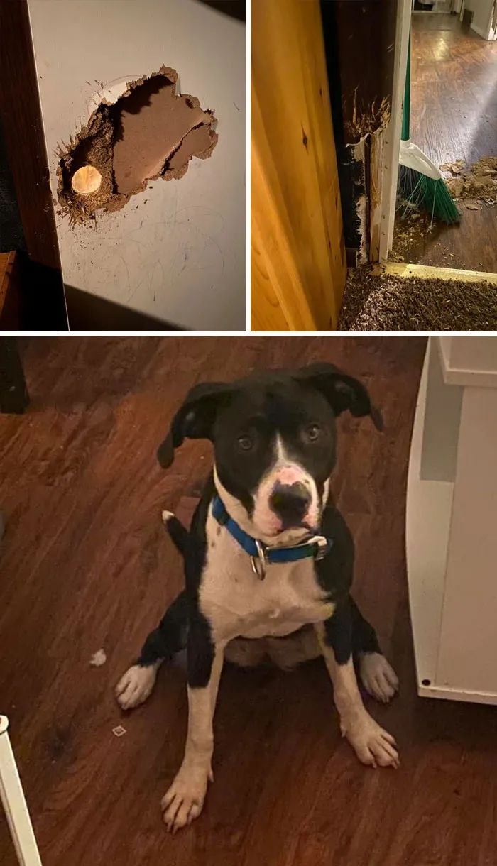 The 'Guilty Dog' Challenge Got People Competing About Whose Dog Is The Naughtiest (30 Pics)