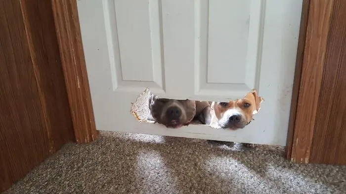 The 'Guilty Dog' Challenge Got People Competing About Whose Dog Is The Naughtiest (30 Pics)
