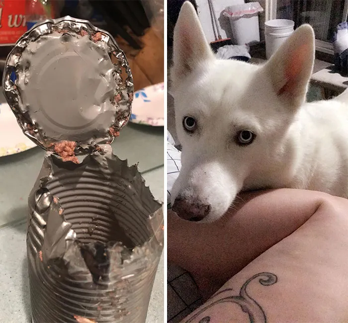 The 'Guilty Dog' Challenge Got People Competing About Whose Dog Is The Naughtiest (30 Pics)