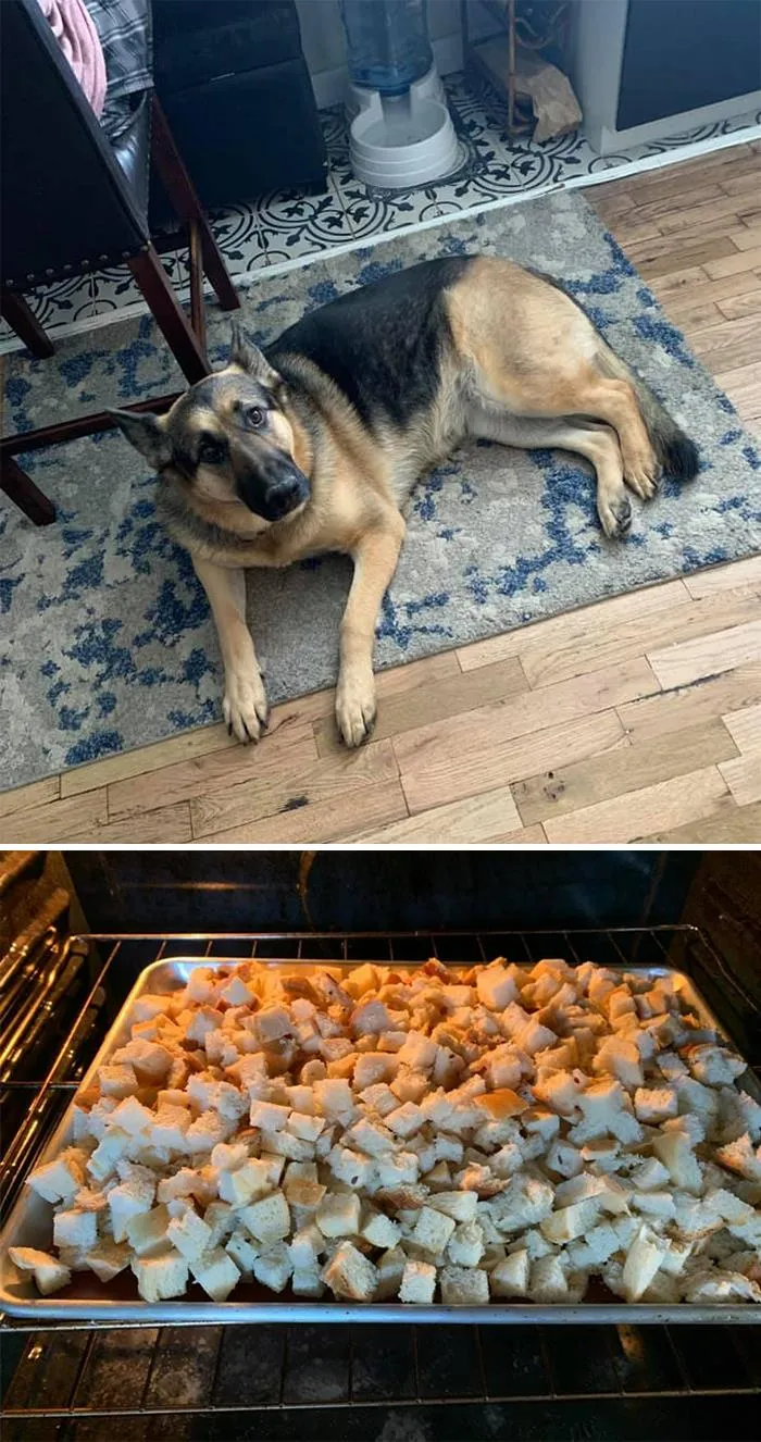 The 'Guilty Dog' Challenge Got People Competing About Whose Dog Is The Naughtiest (30 Pics)