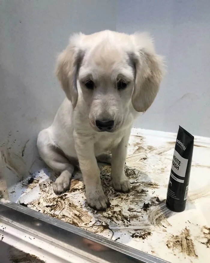 El desafío del "perro culpable" hace que los dueños compitan a ver quién tiene el perro más travieso (30 fotos)