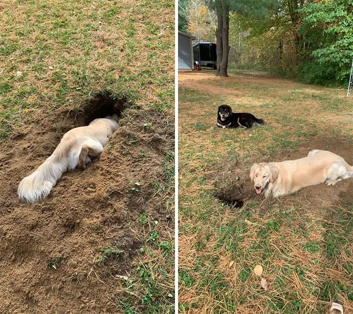The 'Guilty Dog' Challenge Got People Competing About Whose Dog Is The Naughtiest (30 Pics)