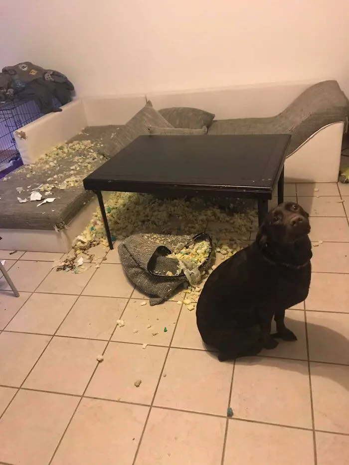 The 'Guilty Dog' Challenge Got People Competing About Whose Dog Is The Naughtiest (30 Pics)