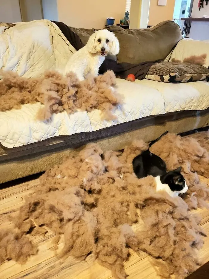 The 'Guilty Dog' Challenge Got People Competing About Whose Dog Is The Naughtiest (30 Pics)