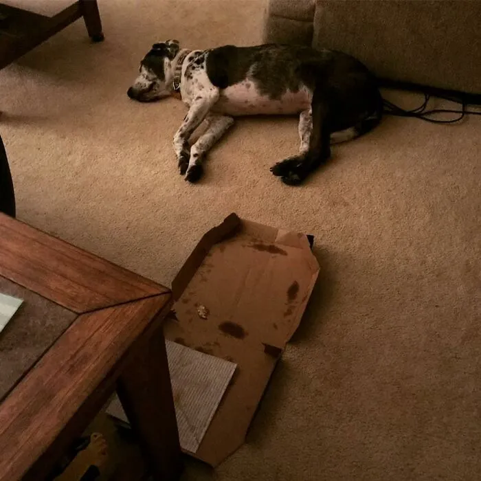 The 'Guilty Dog' Challenge Got People Competing About Whose Dog Is The Naughtiest (30 Pics)