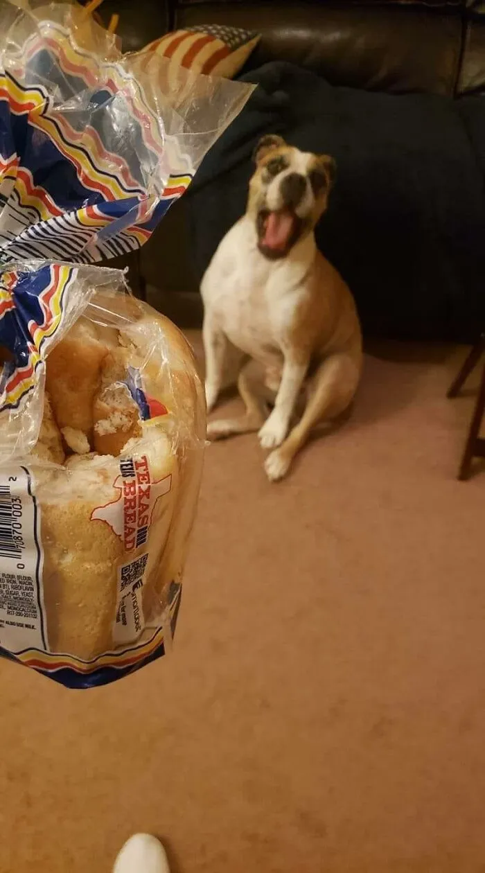 The 'Guilty Dog' Challenge Got People Competing About Whose Dog Is The Naughtiest (30 Pics)