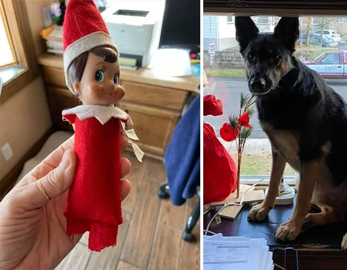 The 'Guilty Dog' Challenge Got People Competing About Whose Dog Is The Naughtiest (30 Pics)
