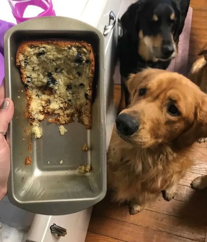 The 'Guilty Dog' Challenge Got People Competing About Whose Dog Is The Naughtiest (30 Pics)