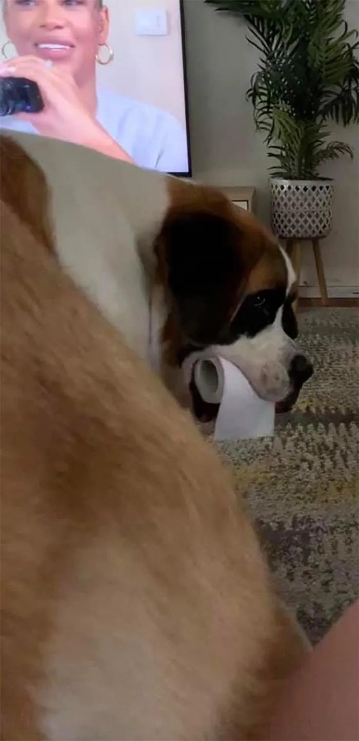 The 'Guilty Dog' Challenge Got People Competing About Whose Dog Is The Naughtiest (30 Pics)