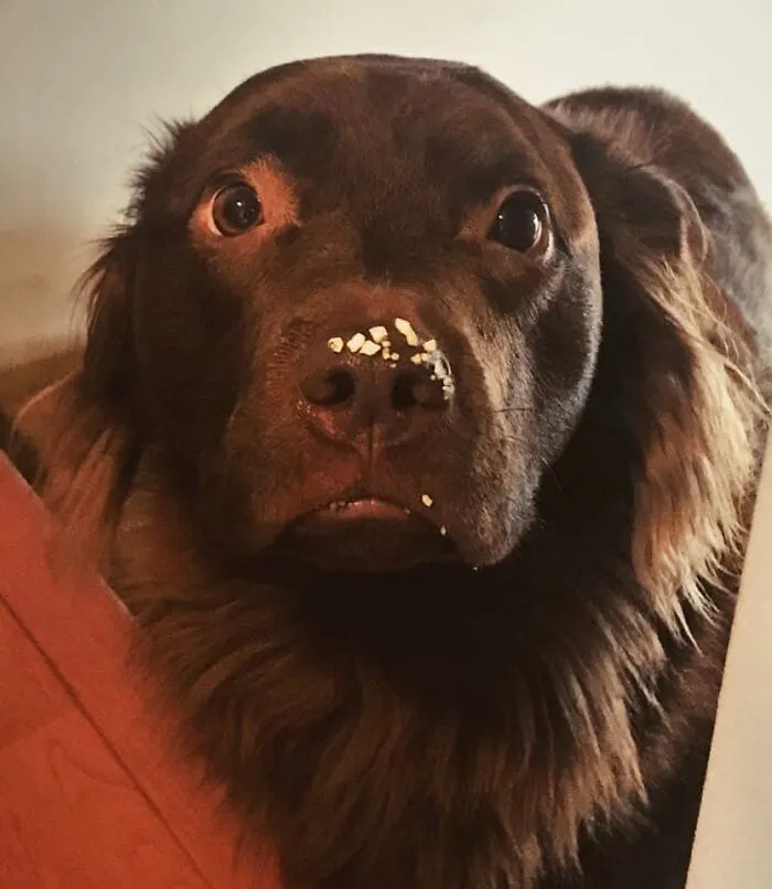 El desafío del "perro culpable" hace que los dueños compitan a ver quién tiene el perro más travieso (30 fotos)
