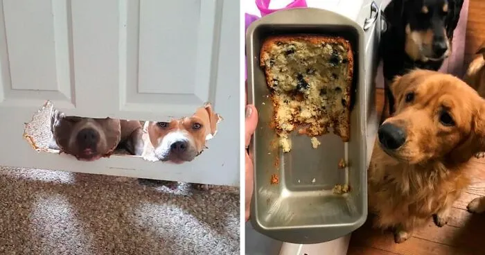 The 'Guilty Dog' Challenge Got People Competing About Whose Dog Is The Naughtiest (30 Pics)