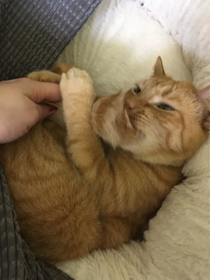 Pumpkin Loves To Chew His Tail!  Ig: Mortimerthepumpkin