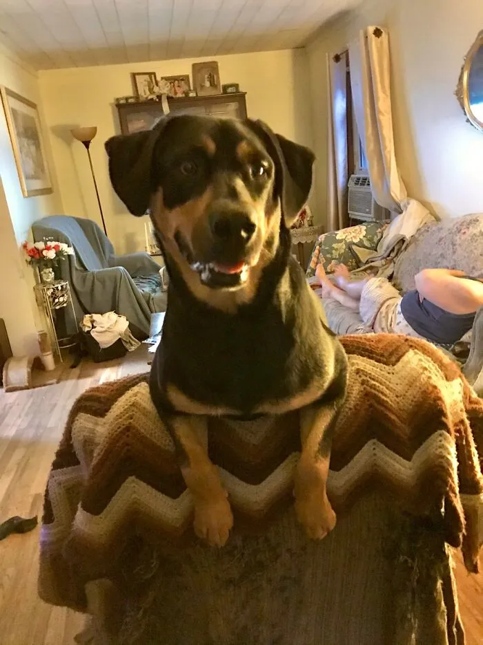 Eko Loves To Keep A Lookout On The Recliner