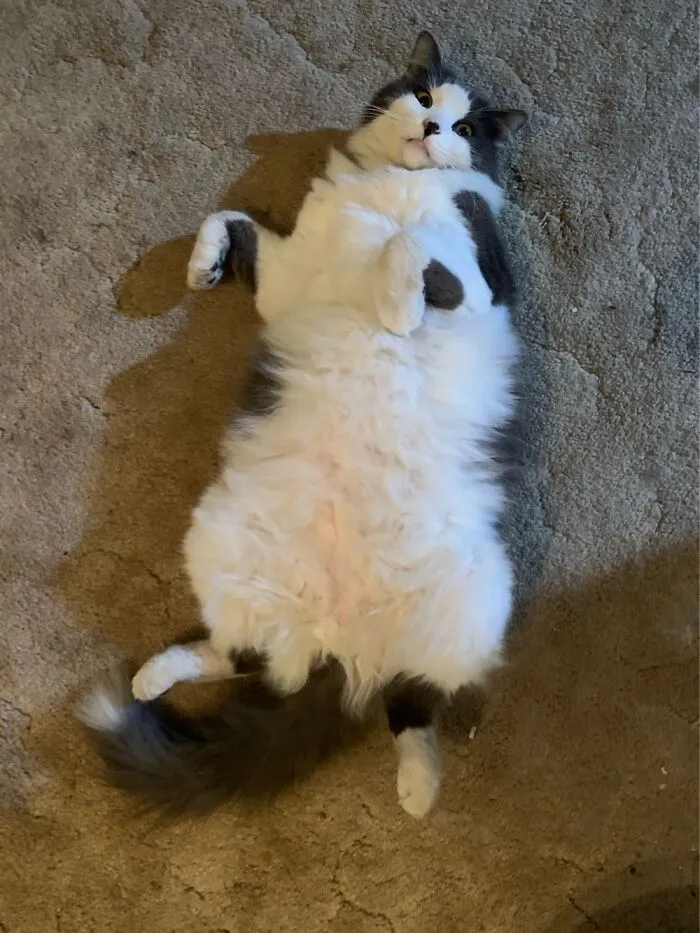 Edison Cat/Dog, Rolling Over To Get His Belly Scratched!  He Will Even Shake His Leg!