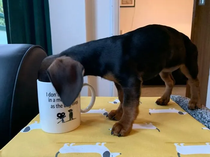 Don’t Leave Your Tea Unattended!