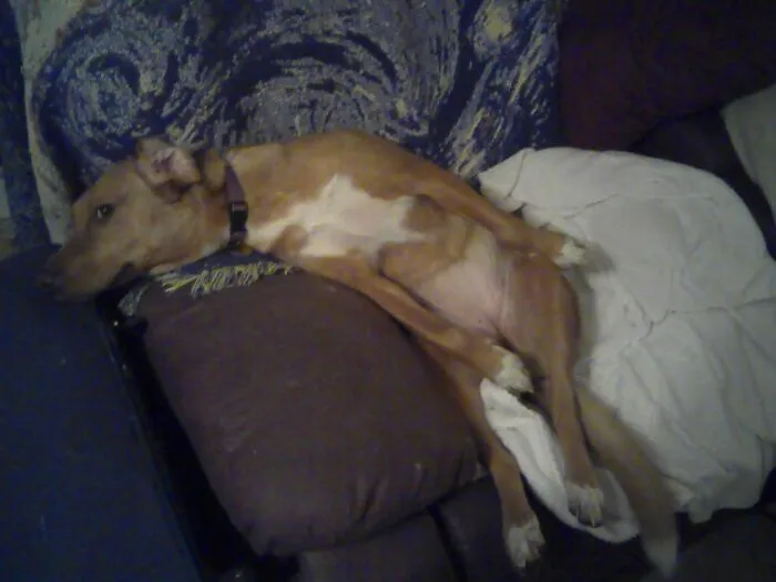Bailey Waiting For Me & My Sister To Take Her For A Walk