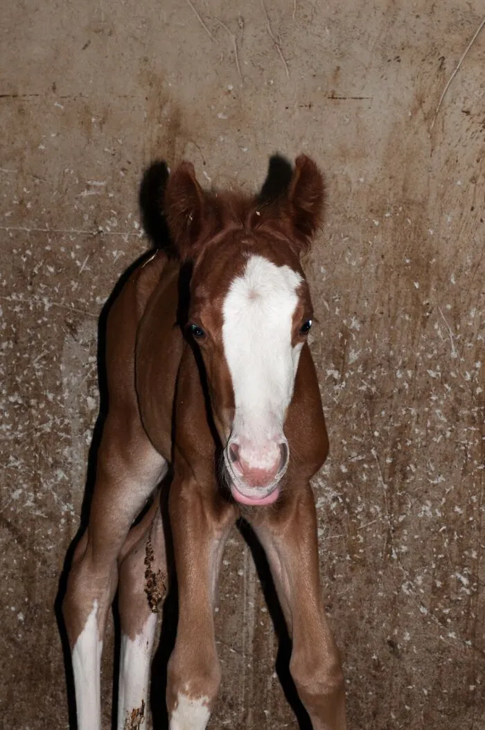 The Filly From Hell