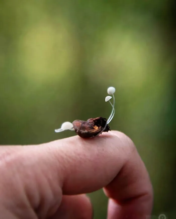 Under The Influence Of Mushrooms
