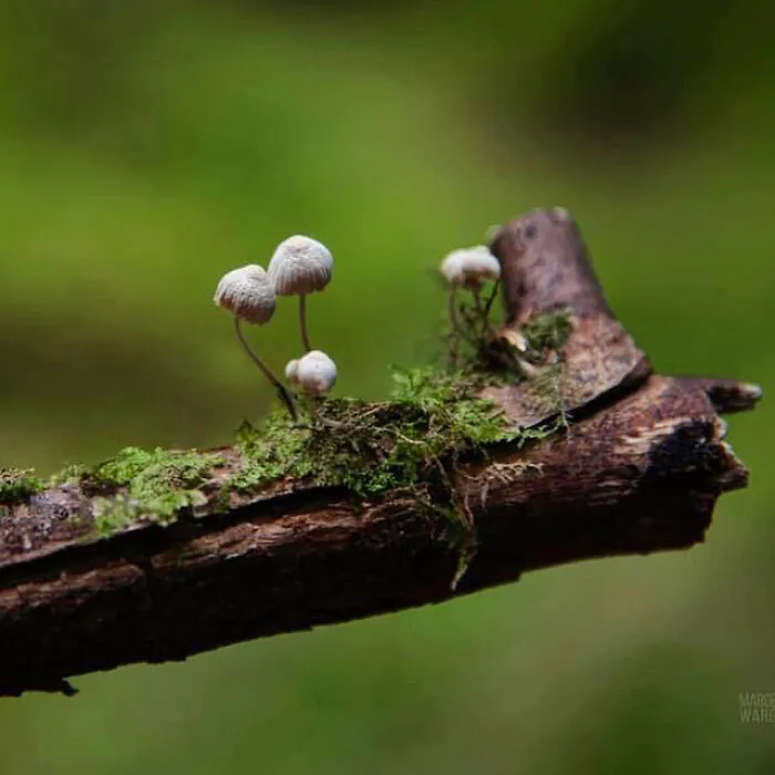 Under The Influence Of Mushrooms