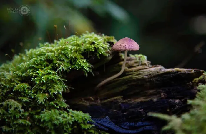 Under The Influence Of Mushrooms