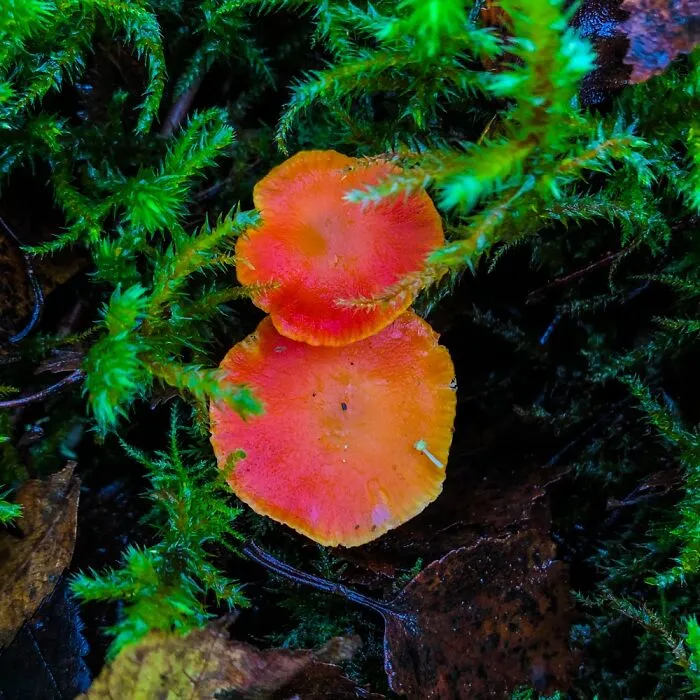 Under The Influence Of Mushrooms