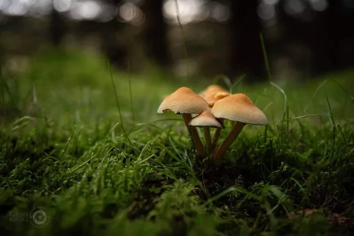 Under The Influence Of Mushrooms