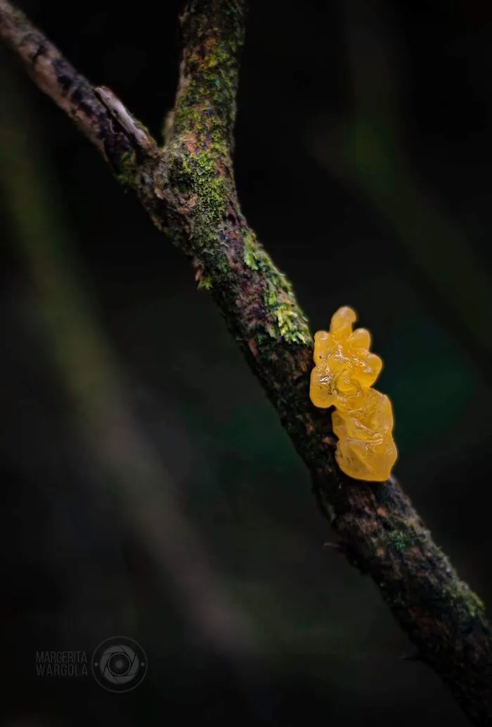 Under The Influence Of Mushrooms