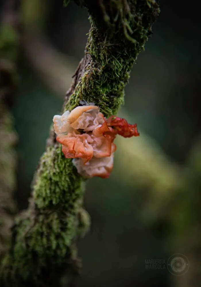 Under The Influence Of Mushrooms