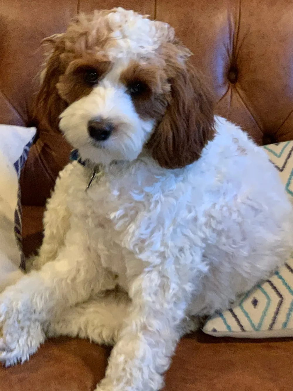 My Dog.