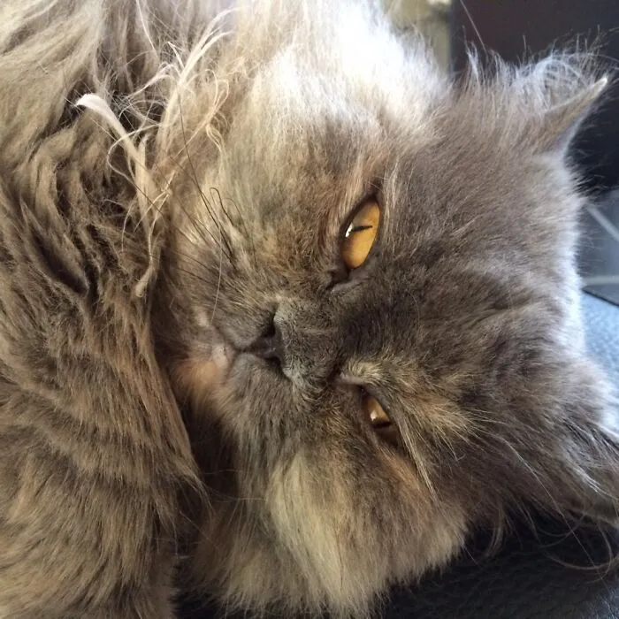 My Late Cat