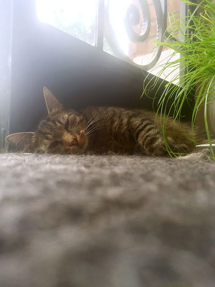 Sleepy Kitty