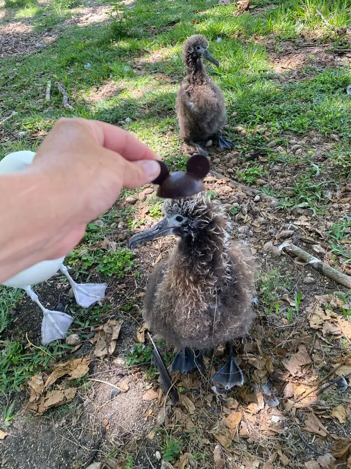 I Took Pictures Of Birds With Mickey Mouse Hats