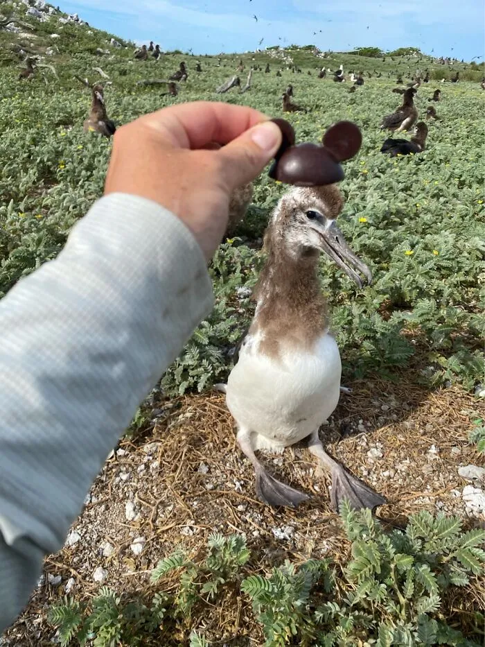 I Took Pictures Of Birds With Mickey Mouse Hats