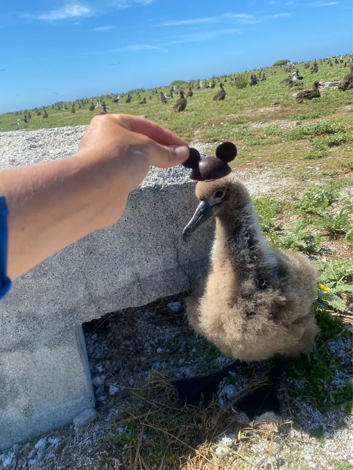 I Took Pictures Of Birds With Mickey Mouse Hats