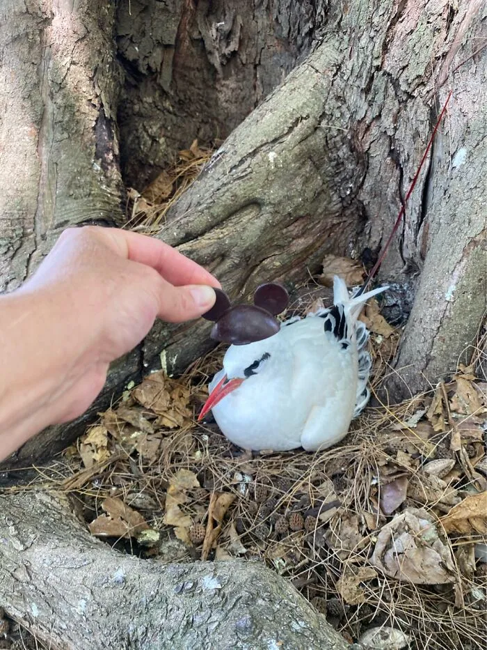 I Took Pictures Of Birds With Mickey Mouse Hats