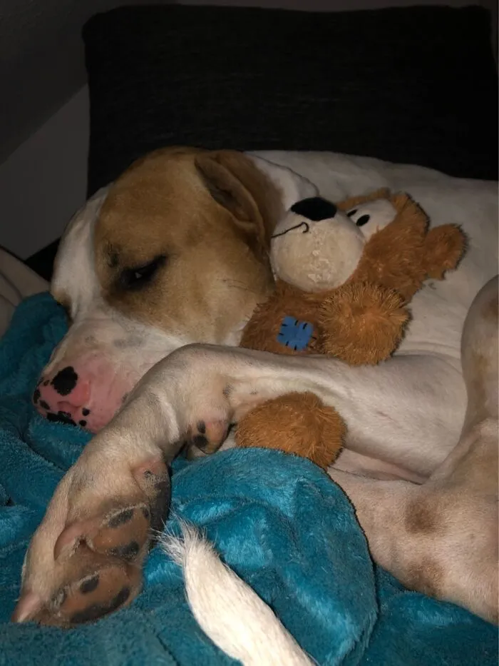 Love My Teddy