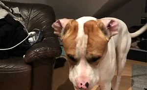 This Is My Cody & You're Gonna Love Him